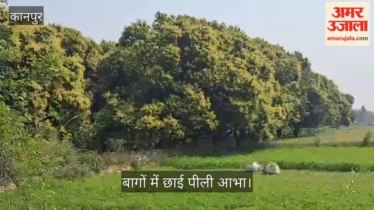 कानपुर: भीतरगांव में महके आम के बाग, पेड़ों पर बौर की भारी आवक; बंपर पैदावार की उम्मीद में निहाल हुए बागवान