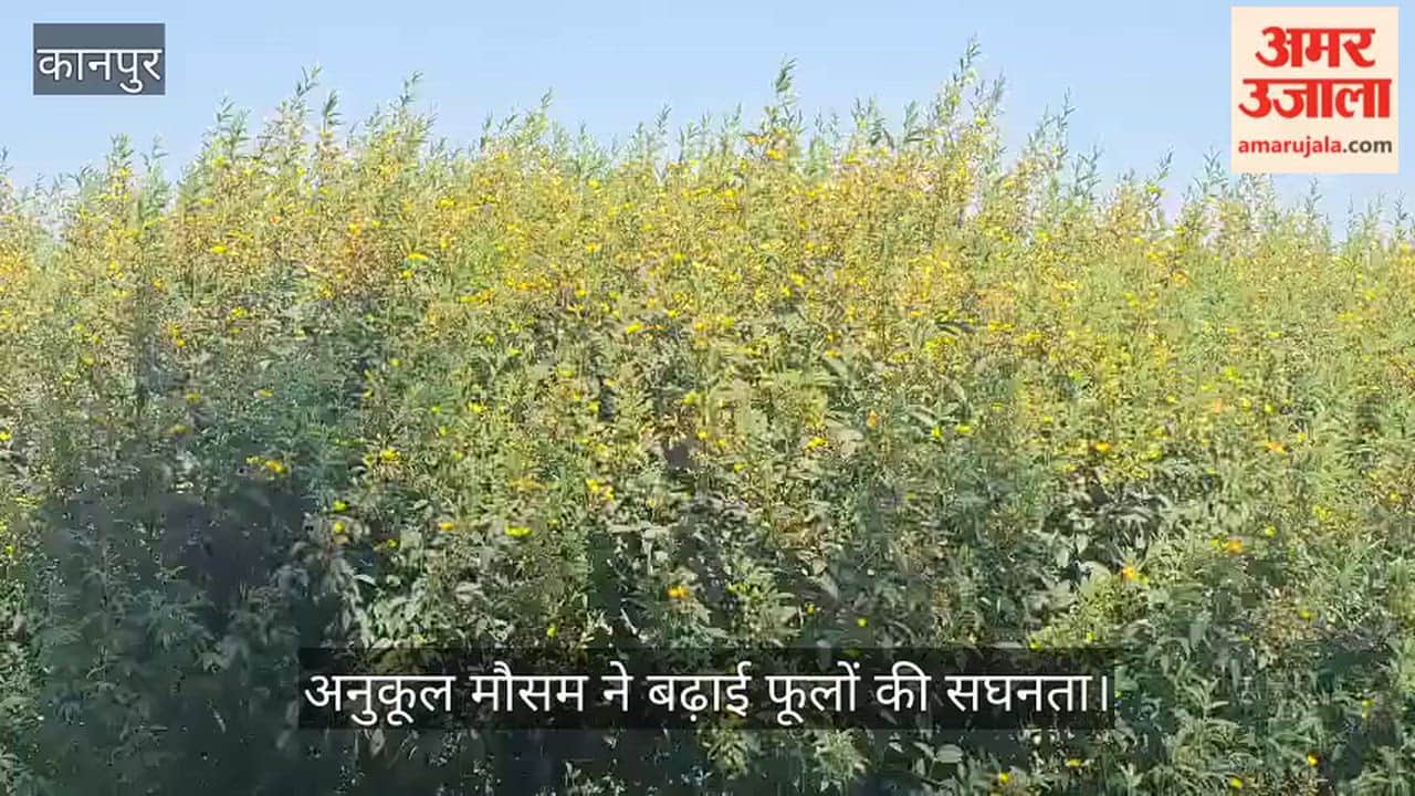 कानपुर: भीतरगांव के खेतों में बिखरी 'पीली आभा', अरहर की फसल देख खिले किसानों के चेहरे; बंपर पैदावार की उम्मीद