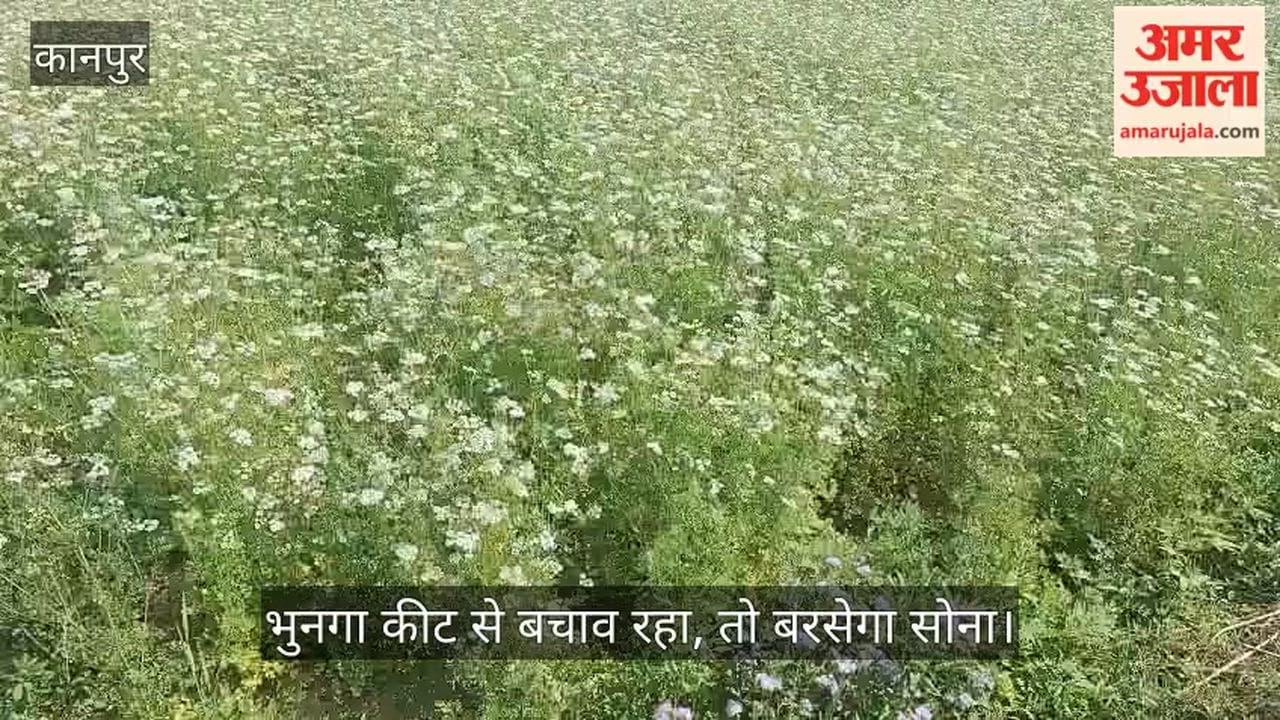 भीतरगांव: धनिया की फसल पर चढ़ा कुदरत का निखार; सफेद फूलों की सघनता से बंपर पैदावार की उम्मीद