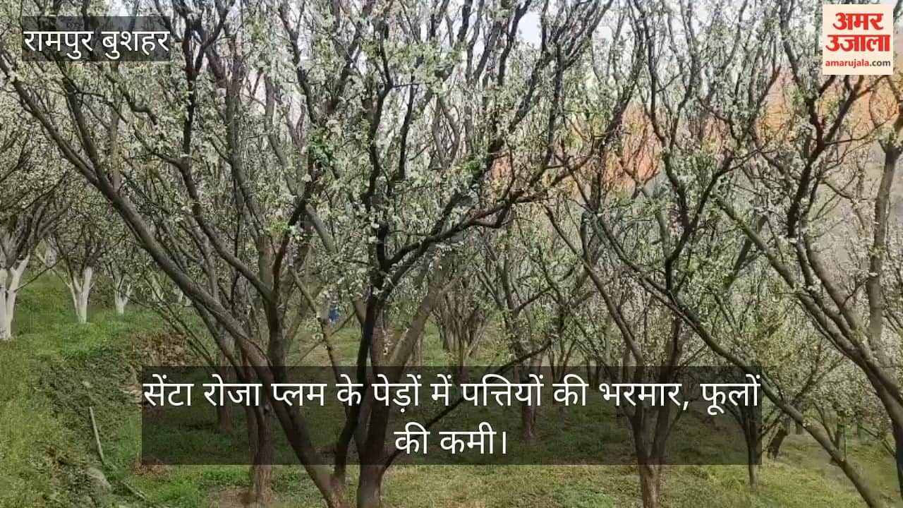 Rampur Bushahr: Santa Rosa plum trees are full of leaves, but lacking flowers