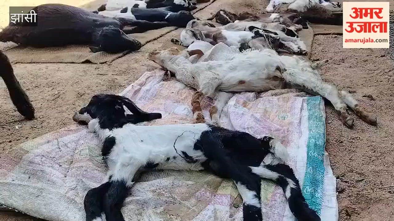 40 goats die after consuming medicine, farmer accuses doctor of negligence