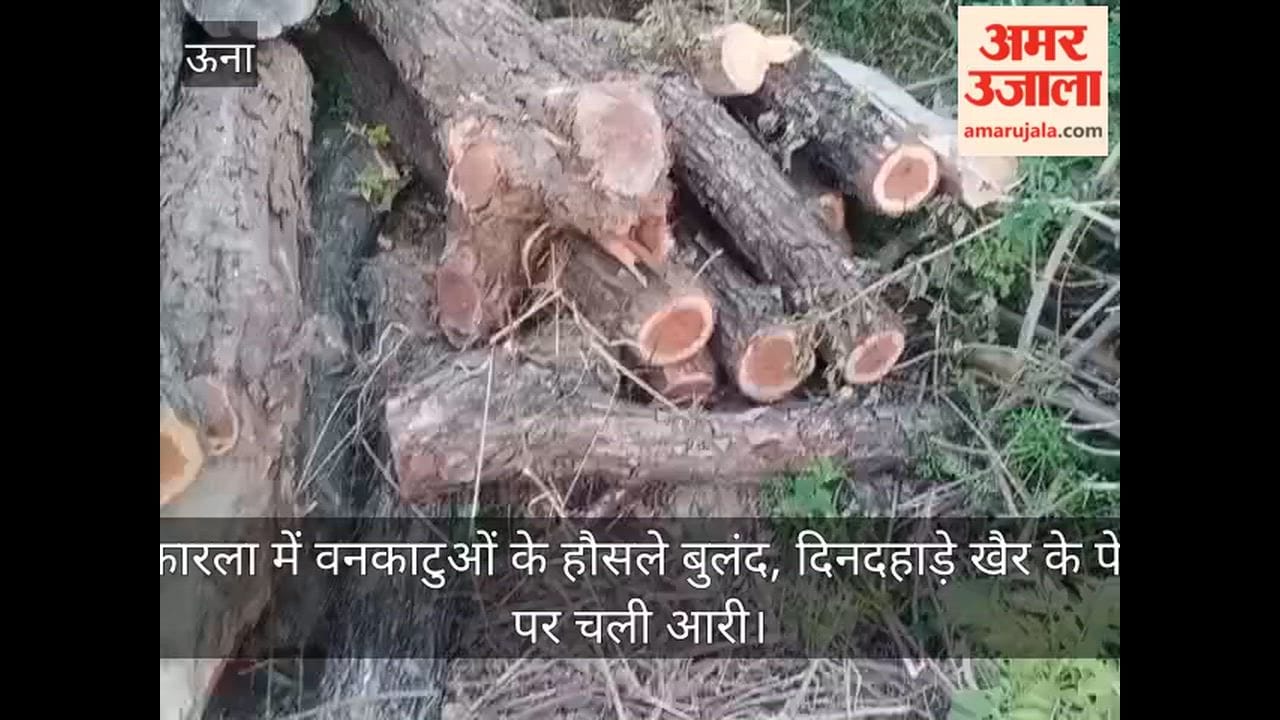 Video: Forest cutters in Takarla are emboldened, sawing khair trees in broad daylight