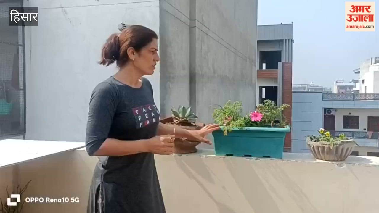 Vegetables grown on the rooftop using kitchen waste