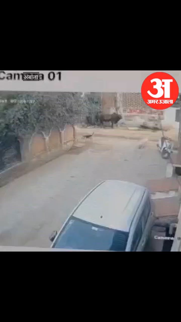 अंबाला: गली में खड़े पालतू कुत्ते को वरना कार से कुचलता ले गया युवक, सामने आया सीसीटीवी फुटेज