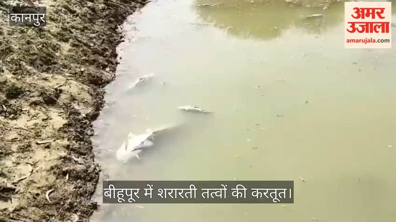 भीतरगांव: तालाब में जहर घुलने से हजारों मछलियों की मौत, मृत मछलियां खा रहे चील और कौवे