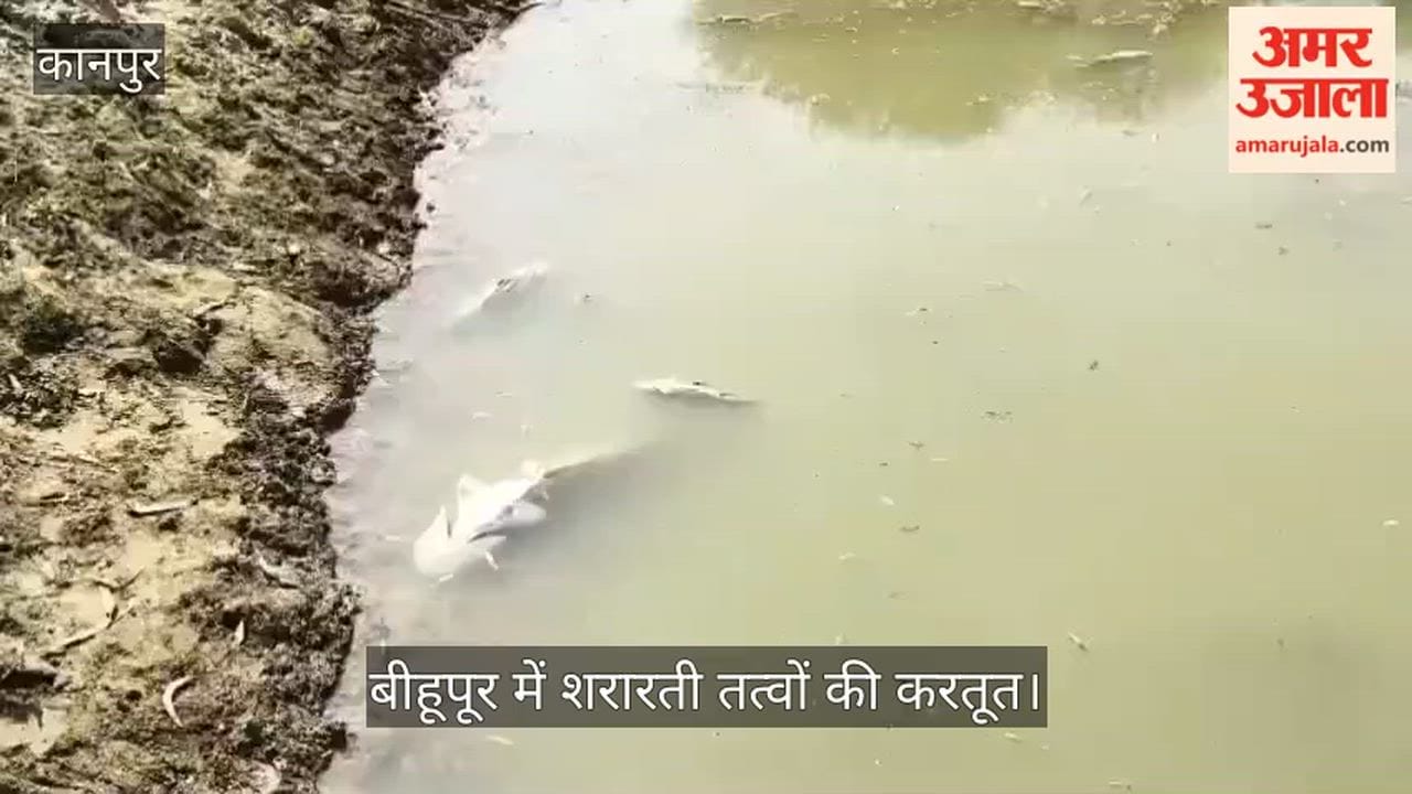 भीतरगांव: तालाब में जहर घुलने से हजारों मछलियों की मौत, मृत मछलियां खा रहे चील और कौवे
