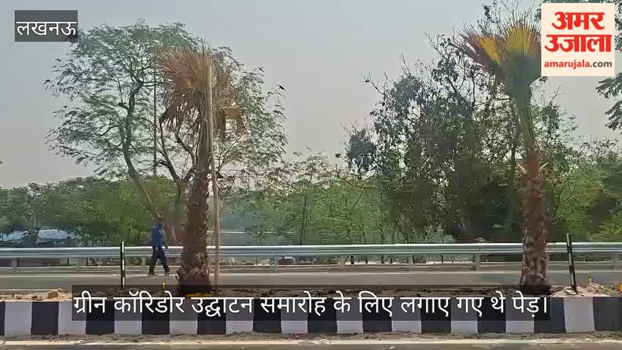 VIDEO: देखभाल के अभाव में सूखकर टेढ़े हो गए ताड़ के पेड़, 28 फरवरी को होना था ग्रीन कॉरिडोर का उद्घाटन