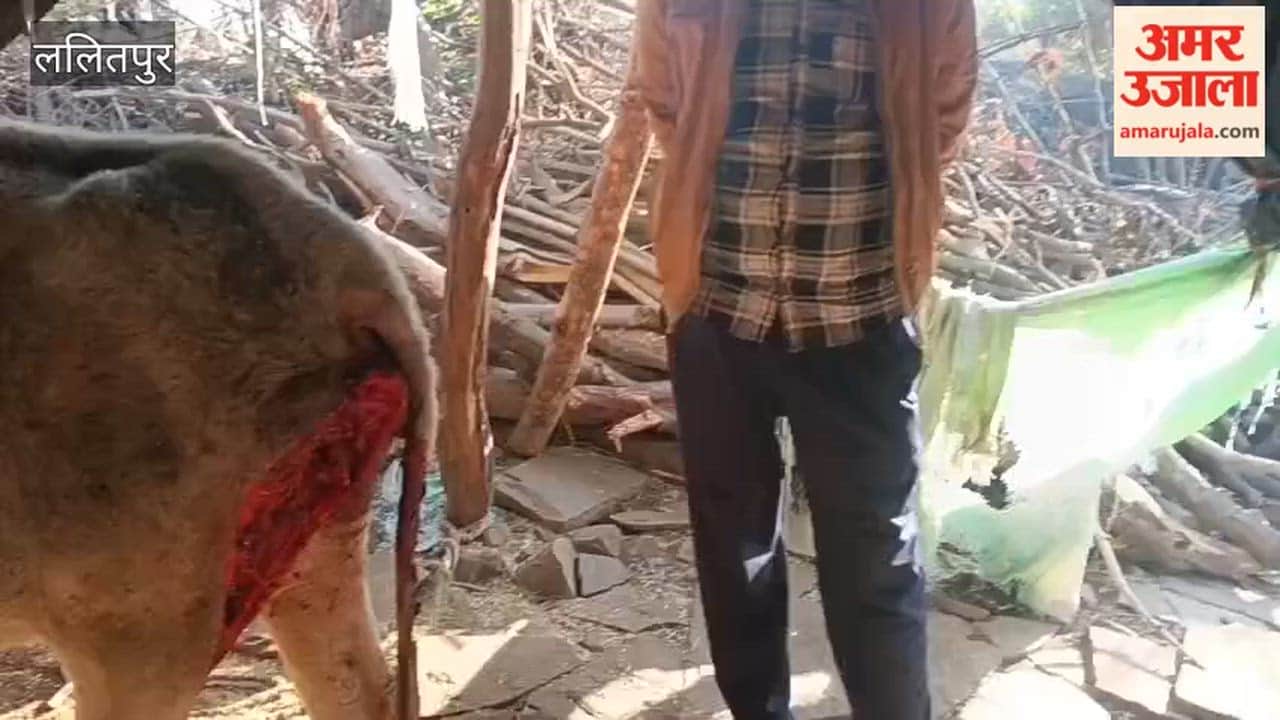 A cow was injured in a leopard attack, leaving villagers terrified. The incident occurred at Jakhlon police station in Lalitpur.