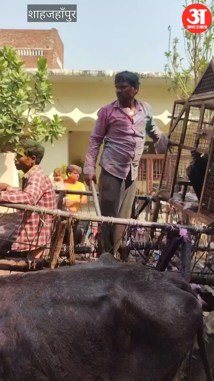 Shahjahanpur: पिंजरे में बैठकर निकले 'लाट साहब', वीडियो में देखें होली के अनोखे रंग