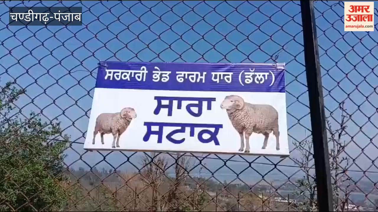 Govt sheep farm becomes source of employment for people of Pathankot