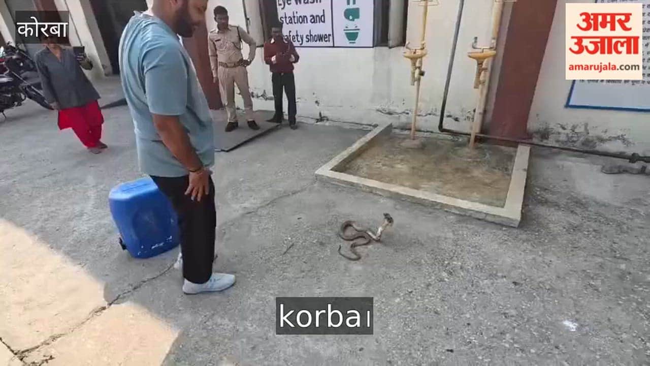 Poisonous cobra found in DSPM power plant in Korba