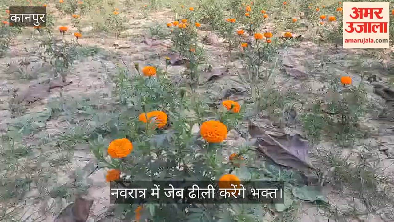 कानपुर: नवरात्र से पहले ही फूल मंडी में लगी आग; गेंदा और गुलाब के दाम दोगुने, किसान परेशान