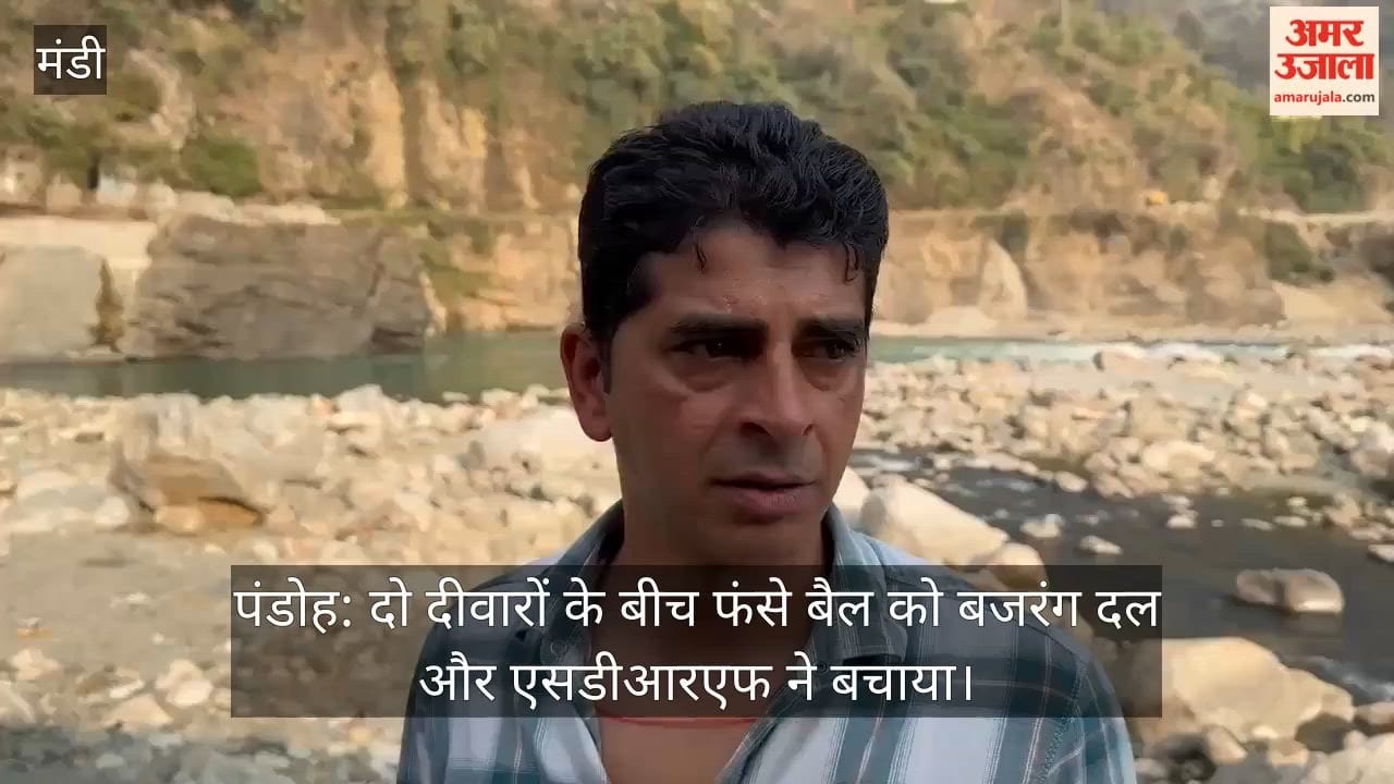 Pandoh: Bajrang Dal and SDRF rescue a bull trapped between two walls