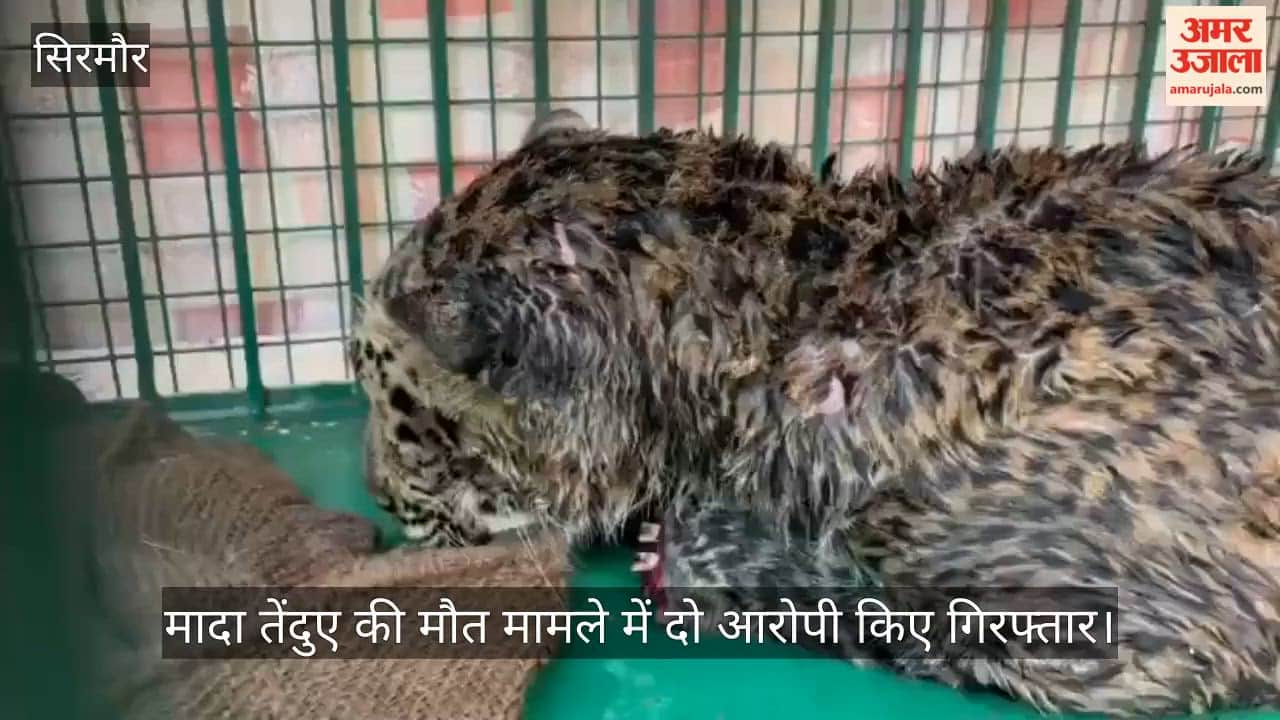 Two accused arrested in the case of death of female leopard, case registered under Wildlife Protection Act