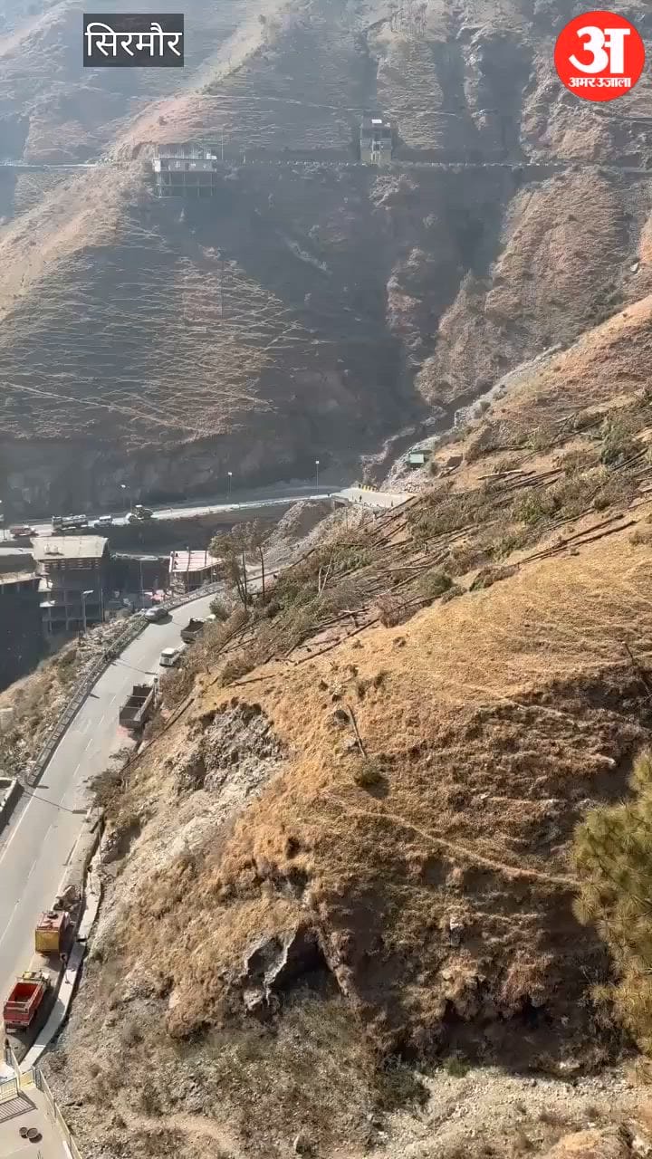 Video: शिलाई में पेट्रोल पंप के पास दर्जनों चीड़ के पेड़ों पर चला दी कुल्हाड़ी, विभाग ने शुरू की जांच