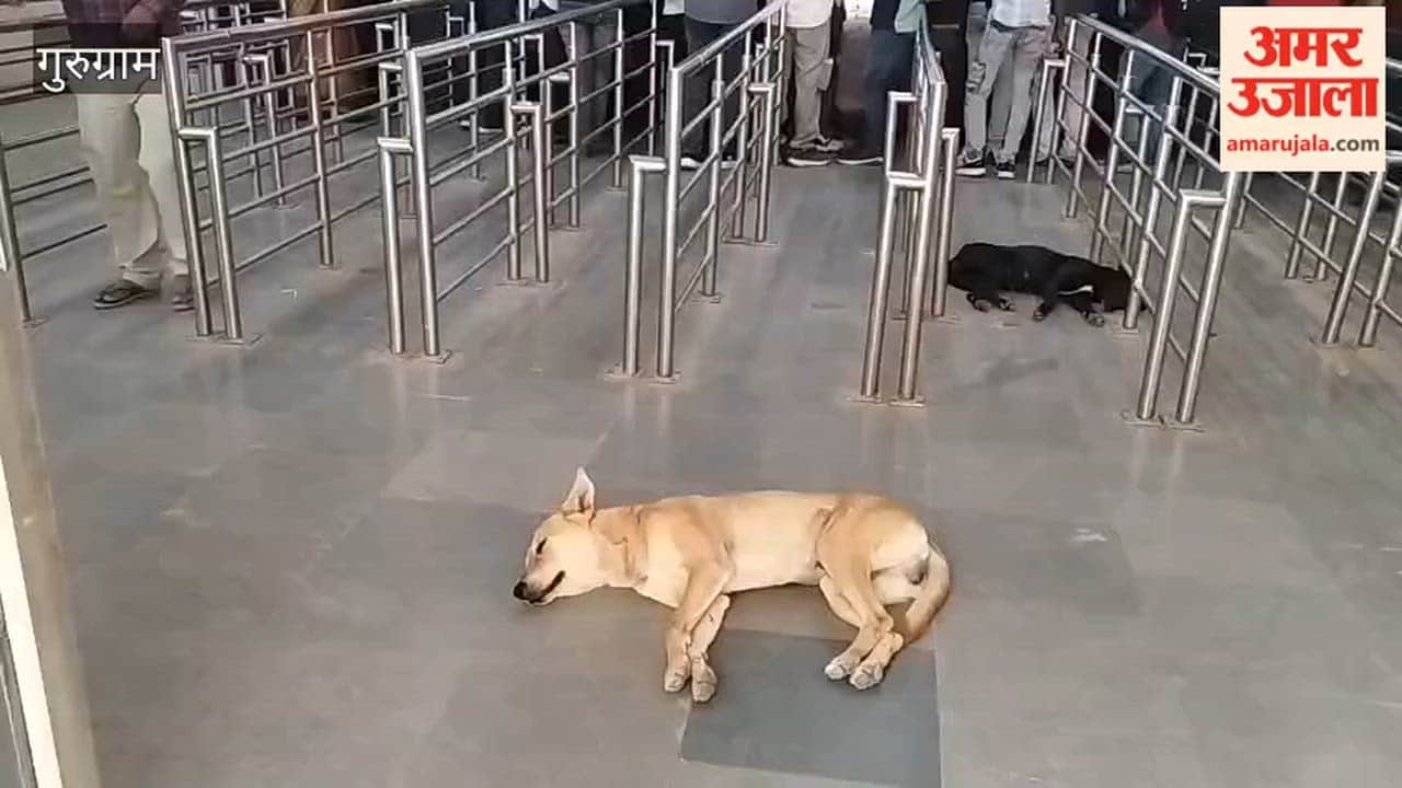 Stray dogs at the reservation ticket counter hall of Gurugram railway station