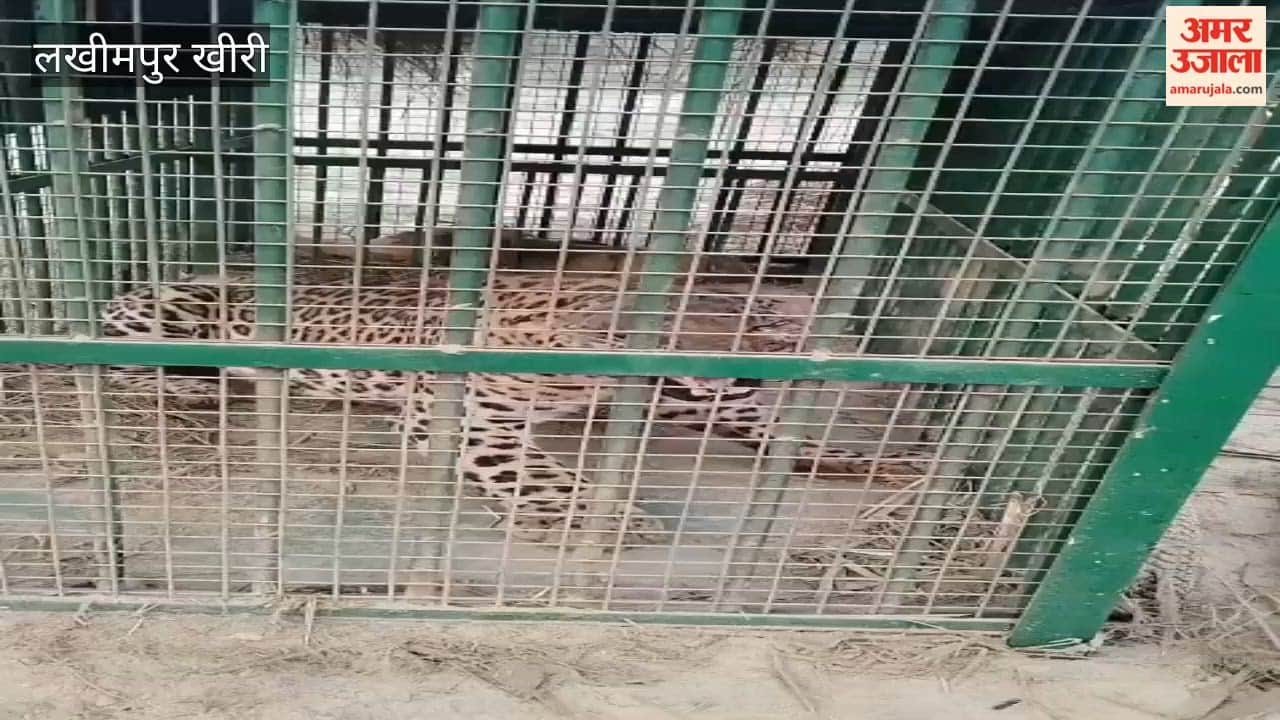 Leopard captured in forest department's cage in Dhaurahra area