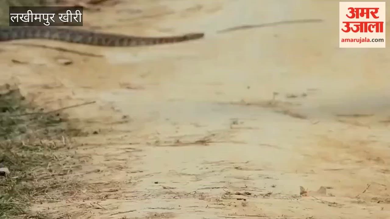fight between eagle and python in Dudhwa
