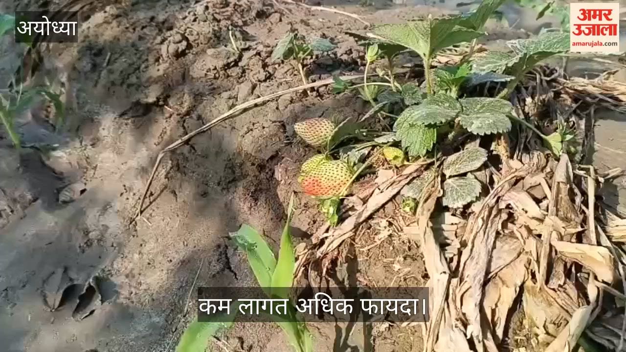 VIDEO: कम समय में अधिक मुनाफा दे रही स्ट्रॉबेरी की खेती, कम लागत अधिक फायदा