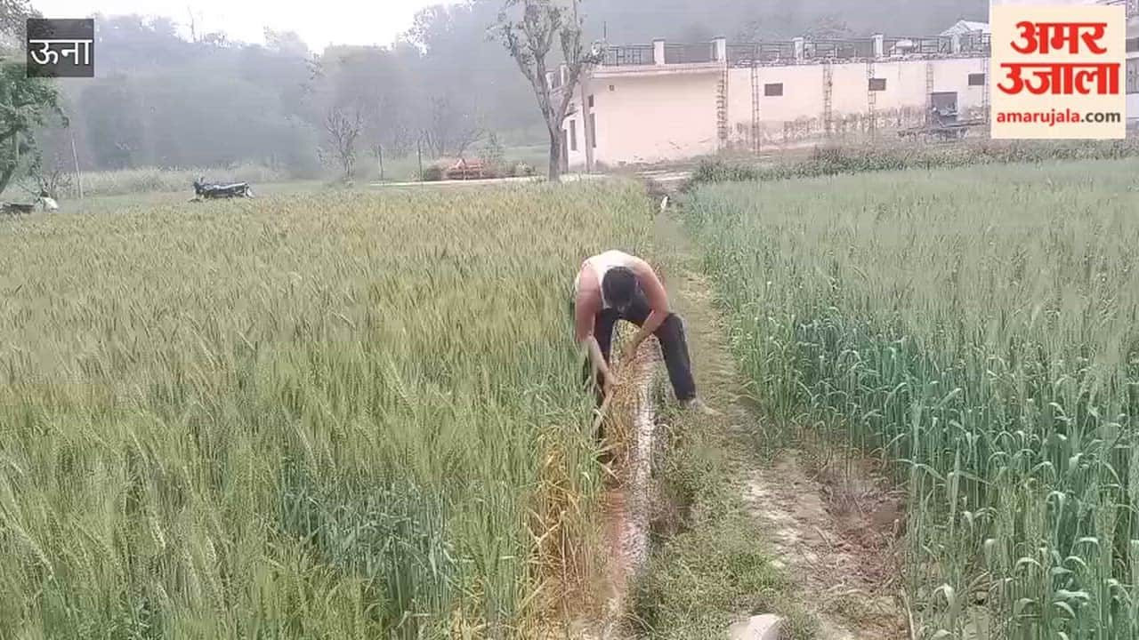 Una Farmers stand in the fields amidst the weather's hide and seek, busy saving the wheat crop