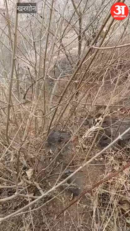 Rare Owl Chicks Spotted in the Satpura Hills