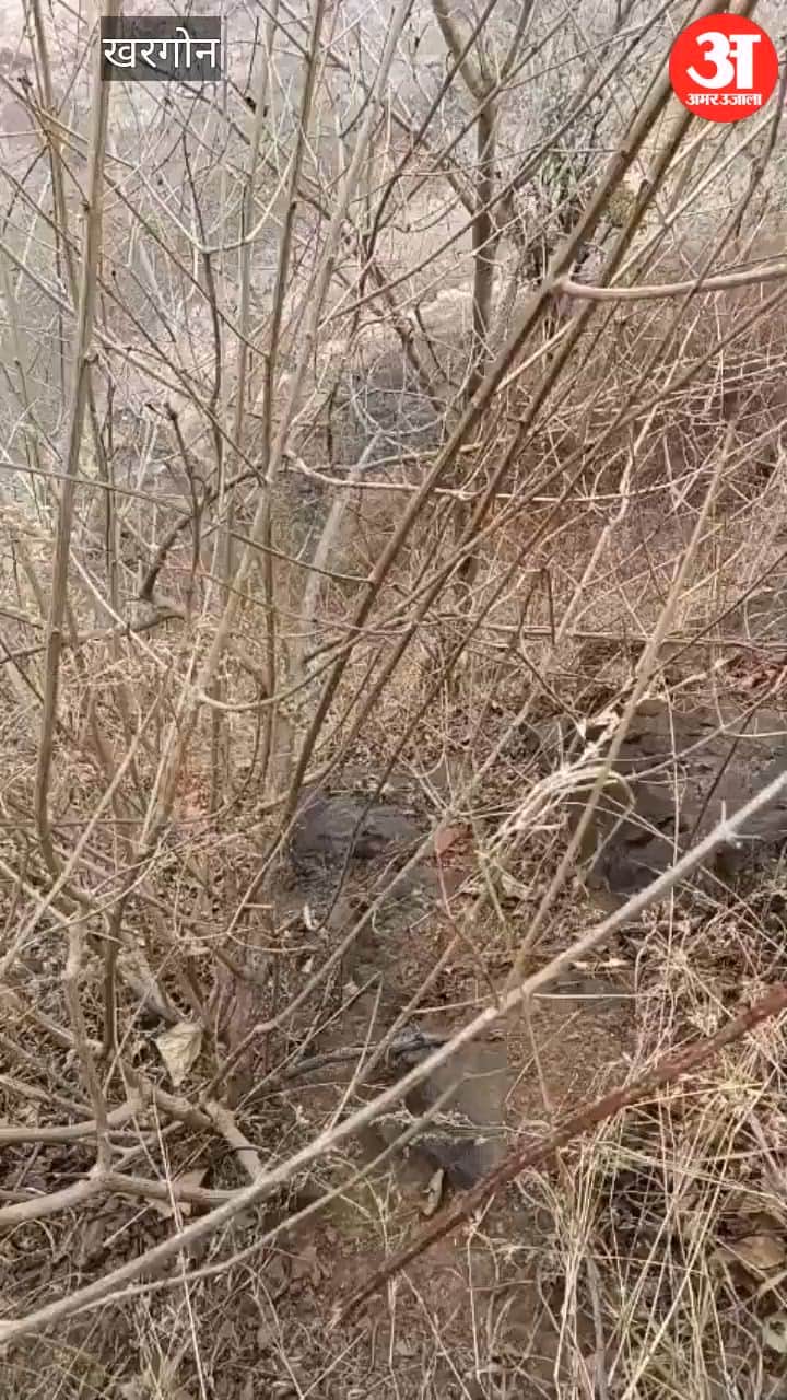 Rare Owl Chicks Spotted in the Satpura Hills