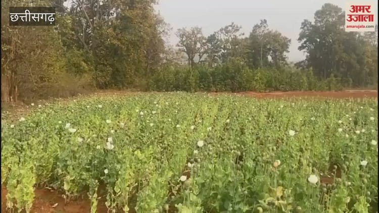 दुर्ग के बाद बलरामपुर में अफीम की अवैध खेती, पांच एकड़ में लगाई फसल, इलाके में मचा हड़कंप