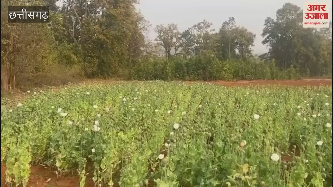 Video: दुर्ग के बाद बलरामपुर में अफीम की अवैध खेती, पांच एकड़ में लगाई फसल, इलाके में मचा हड़कंप