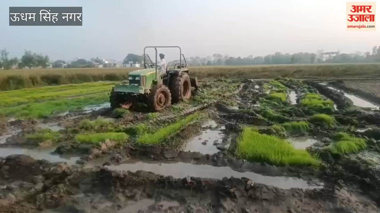 Administration takes action against unauthorised off-season paddy nursery, destroys it by driving tractor