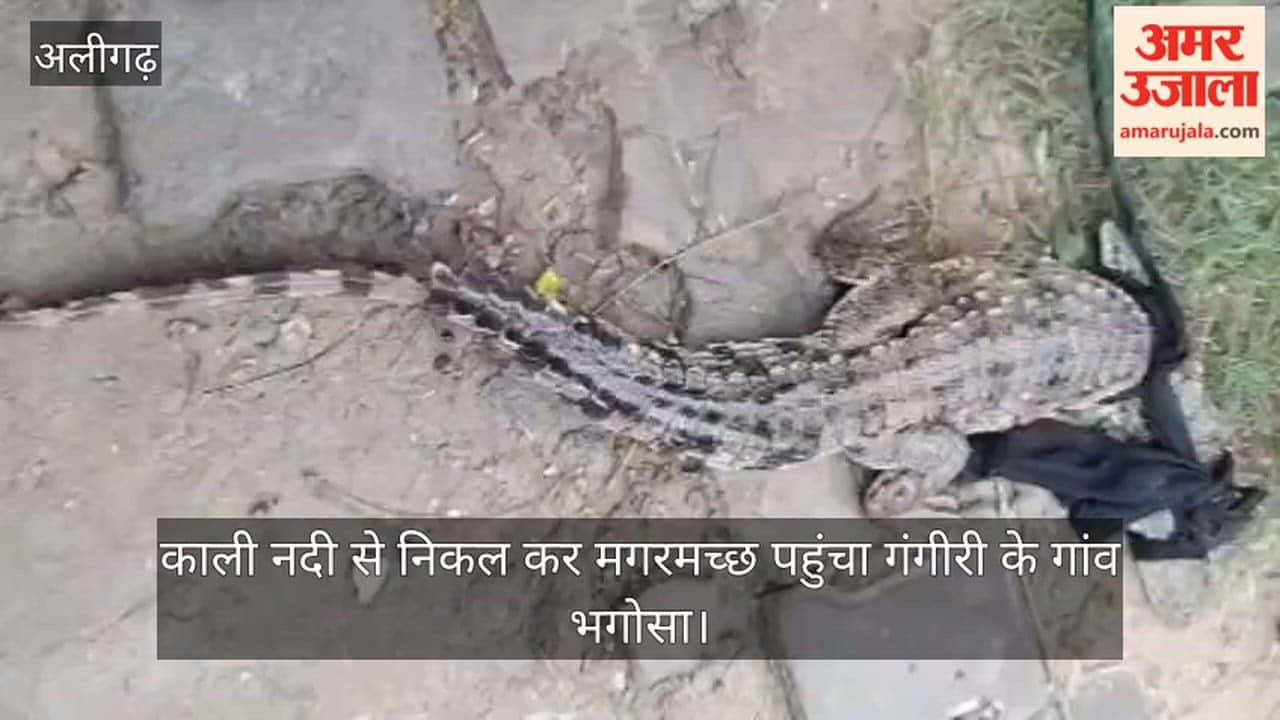 काली नदी से निकल कर मगरमच्छ पहुंचा गंगीरी के गांव भगोसा