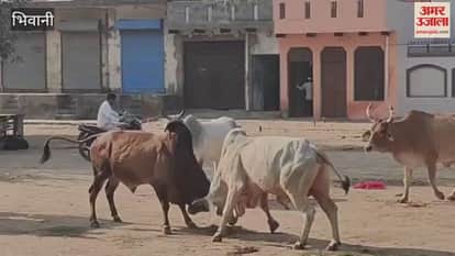 Stray animals in Bawanikheda, Bhiwani, are posing a threat to pedestrians and motorists.