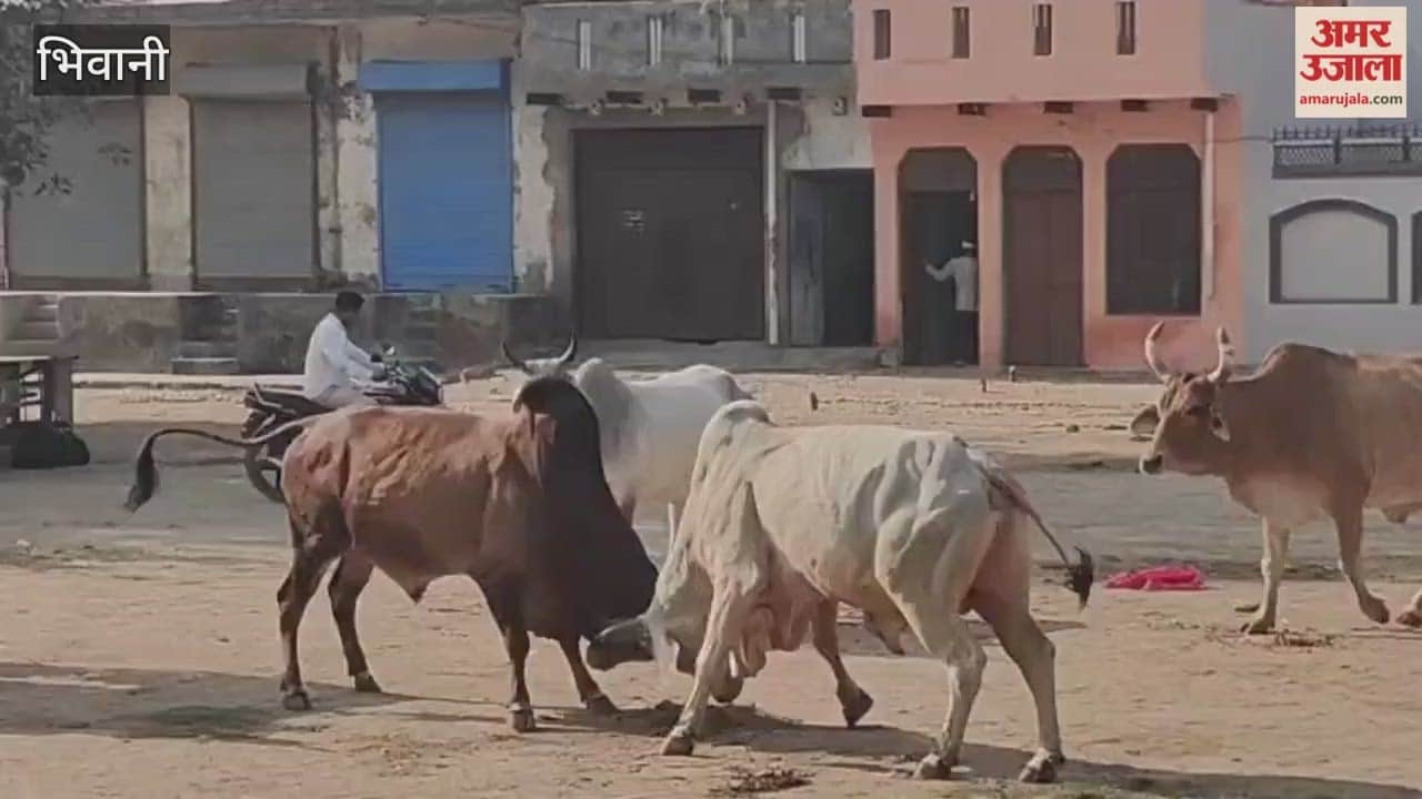 Stray animals in Bawanikheda, Bhiwani, are posing a threat to pedestrians and motorists.