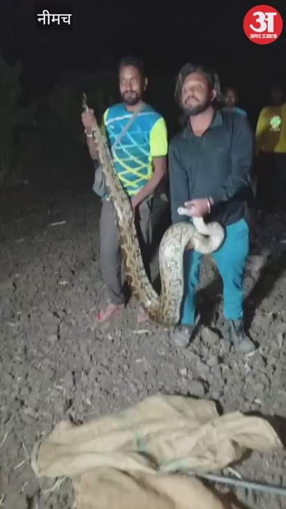 A 90-kilogram python caused panic in the village, rescued by a snake charmer