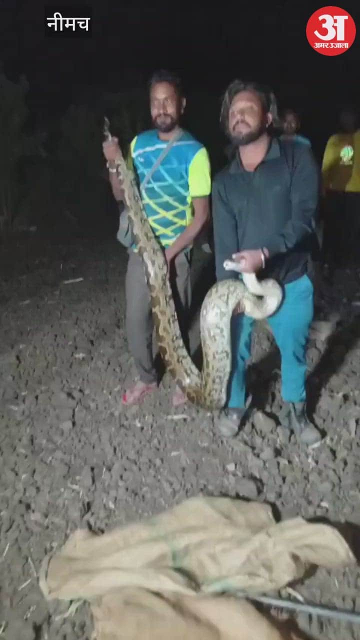 A 90-kilogram python caused panic in the village, rescued by a snake charmer