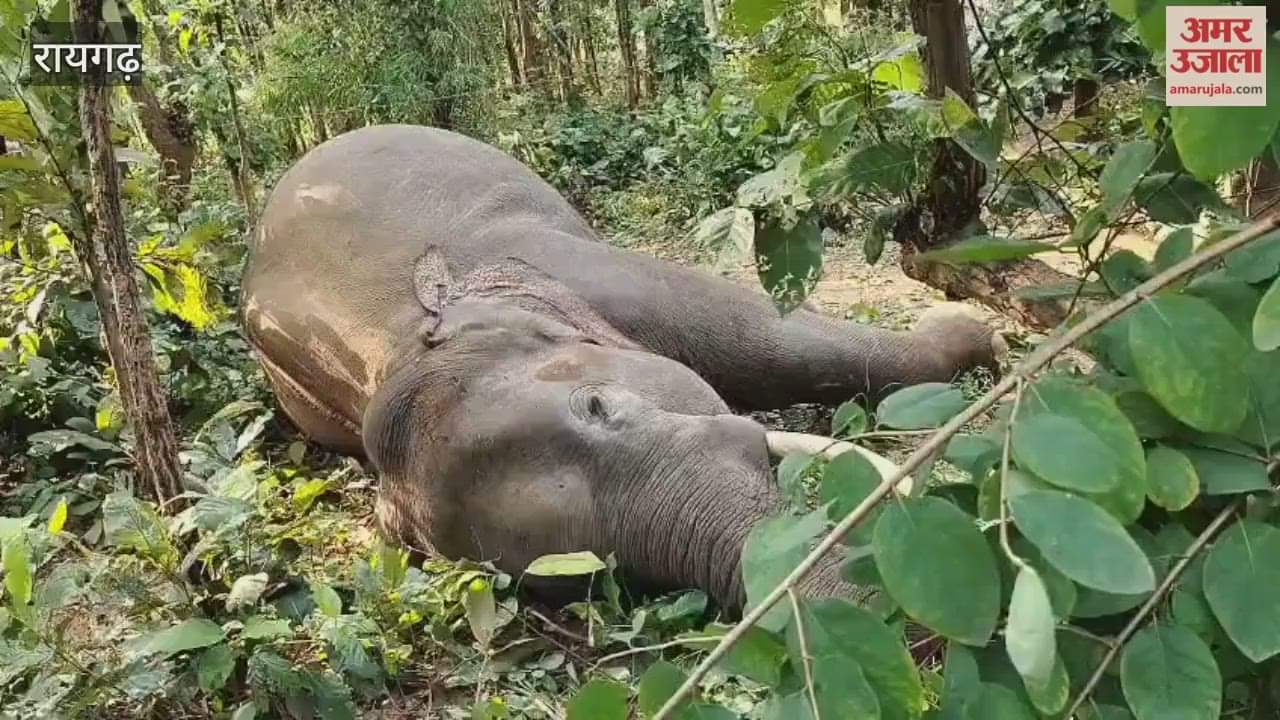 Elephant dies due to electrocution in Raigarh