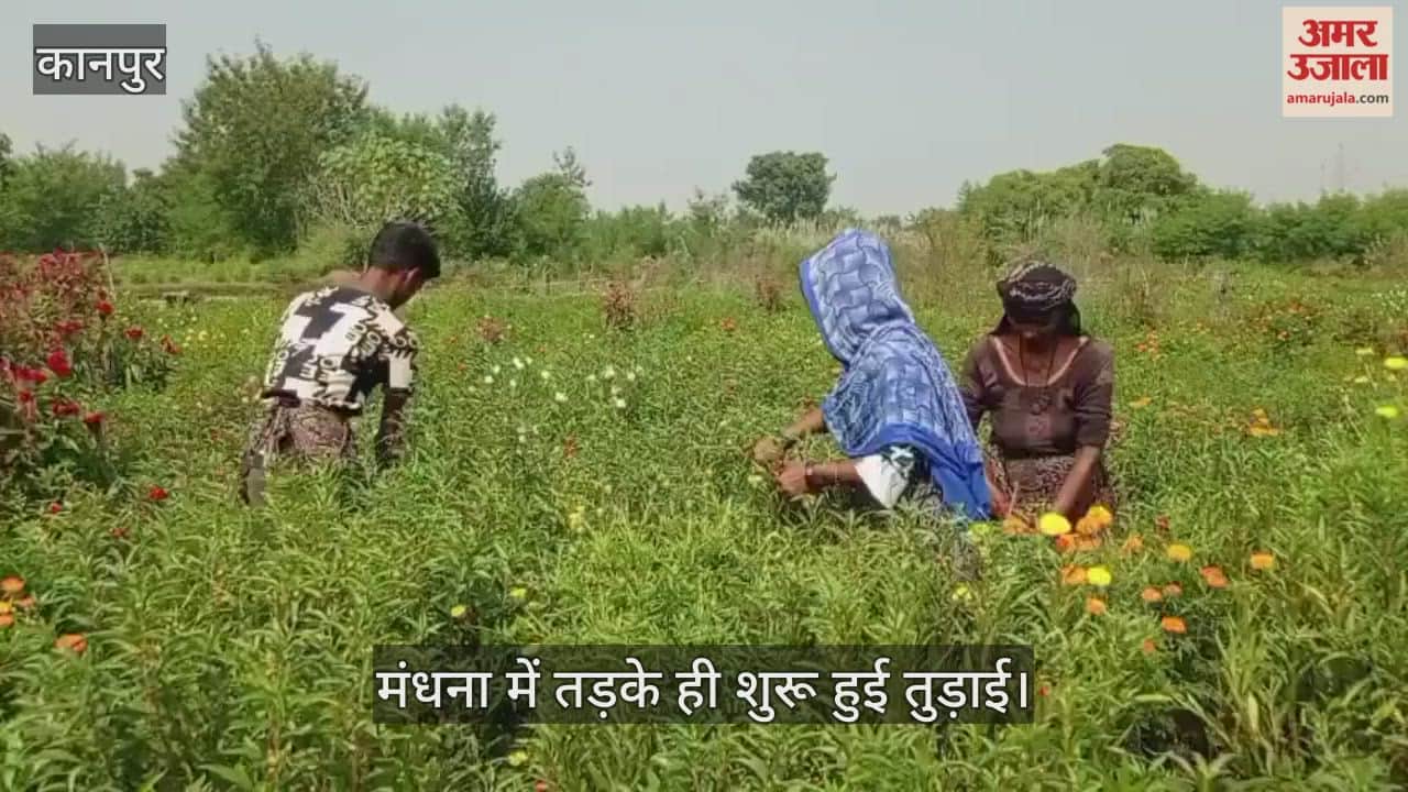 कानपुर: दीपावली पर फूलों की जबरदस्त मांग, किसानों के चेहरे खिले…गुलमेंहदी और गेंदे के दामों में उछाल