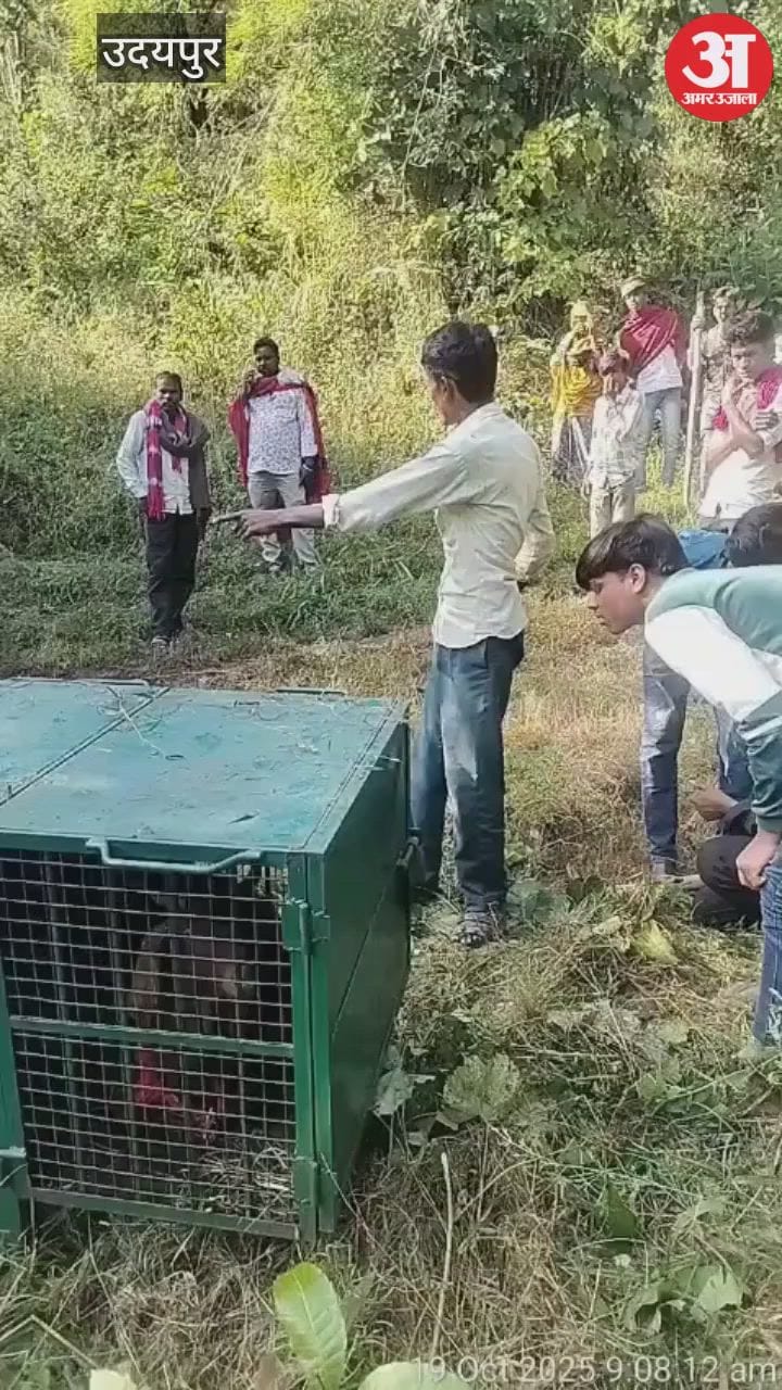 Udaipur News:  ग्रामीणों ने ली अब राहत की सांस, पिंजरे में कैद हुआ तेंदुआ; दो दिन में 4 लोगों पर किया था हमला
