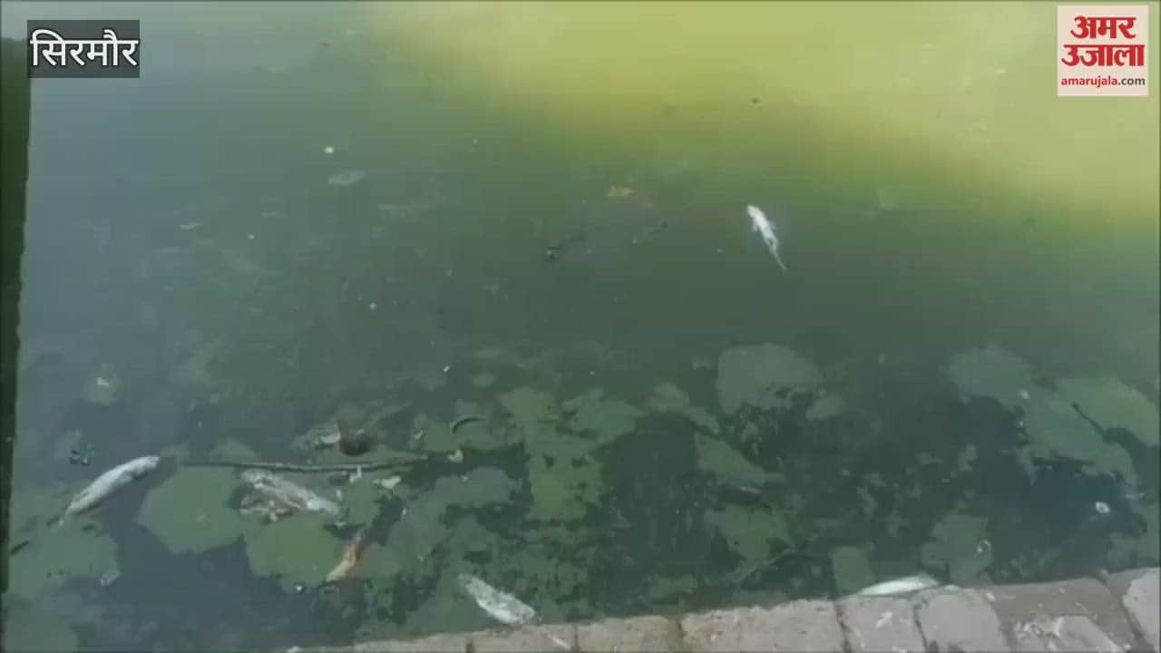 Sirmour The process of fish dying continues in Ranital pond