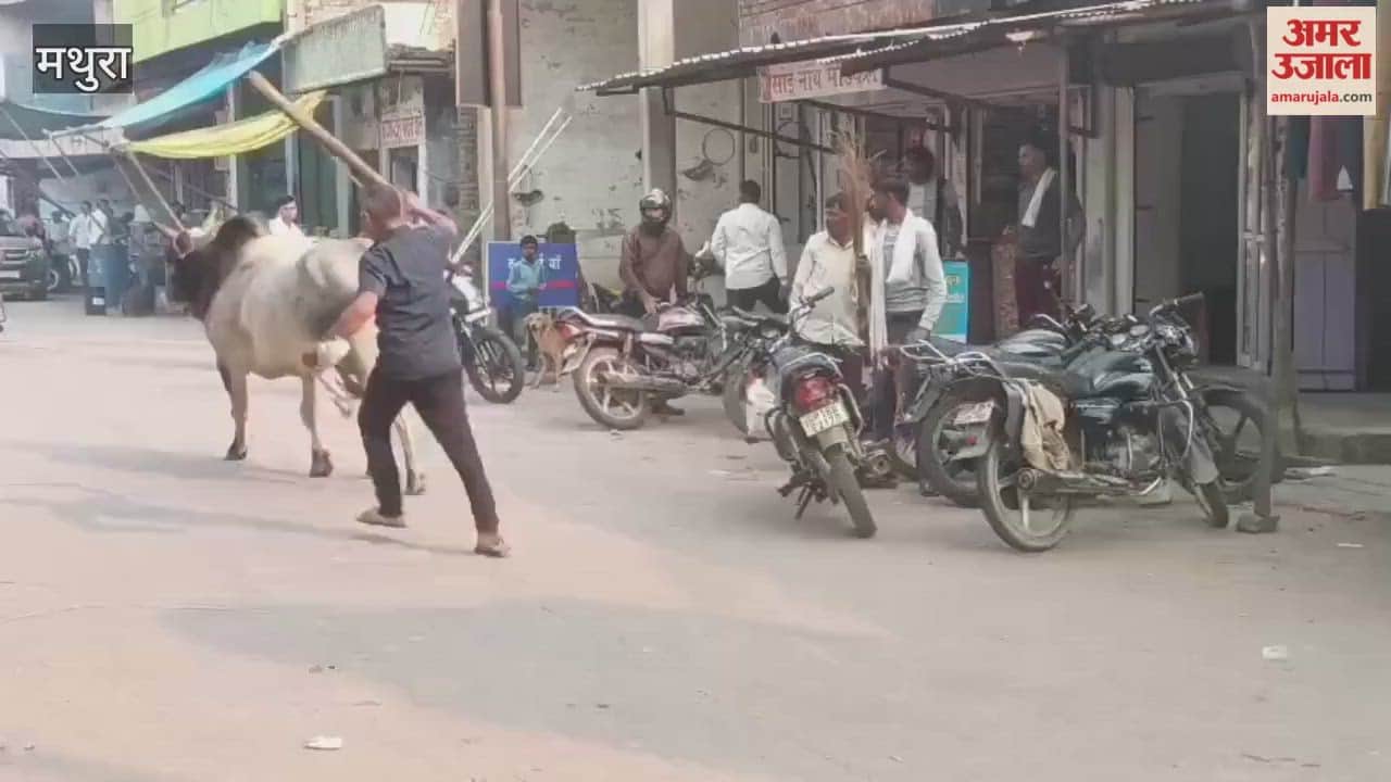 Chaos ensues due to fight between stray bulls