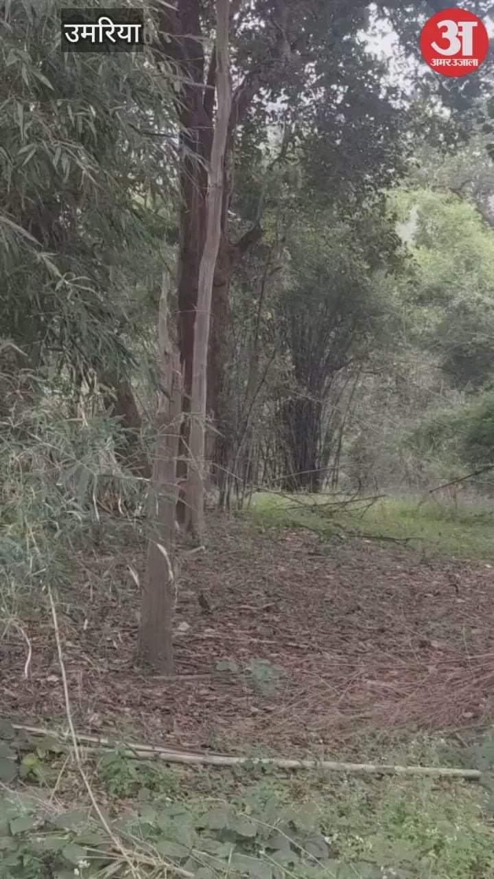 A tigress was spotted with three cubs in Bandhavgarh