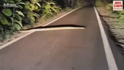 Python sighting on road causes panic in ramnagar