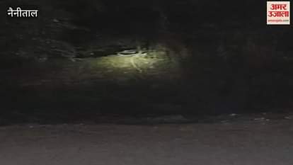 Leopard in Bachchi Dharma village