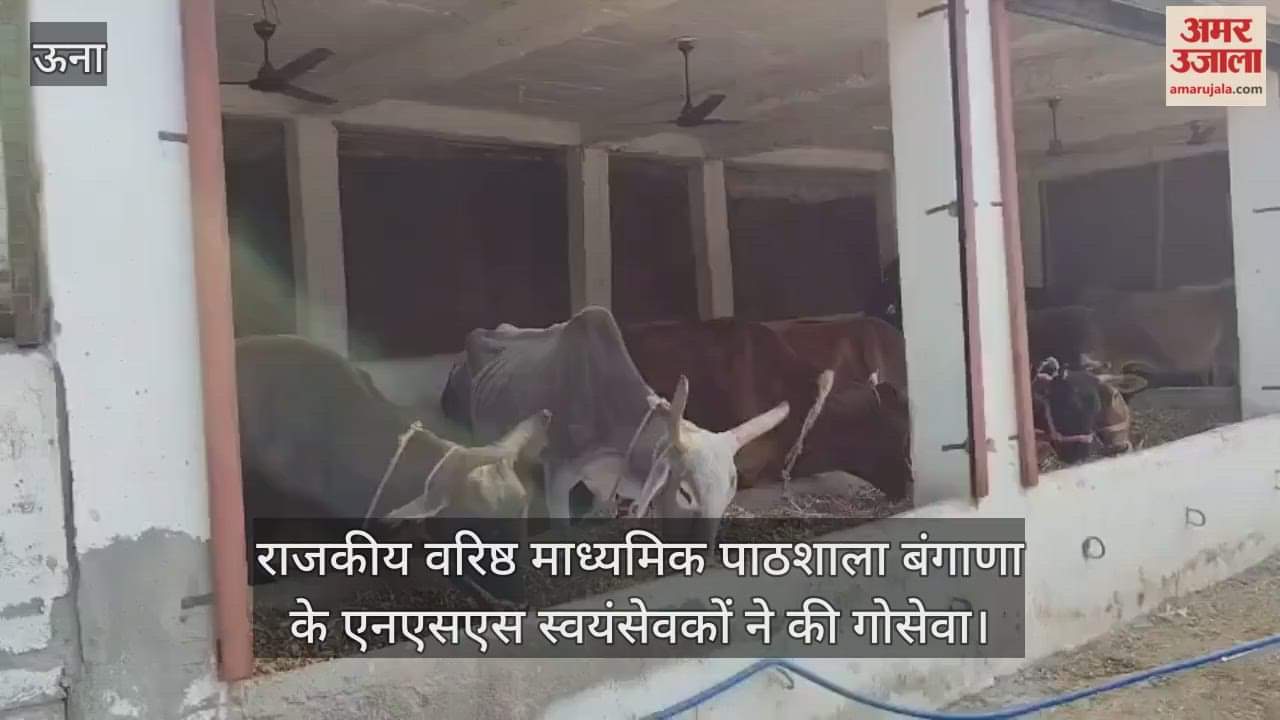 NSS volunteers of Government Senior Secondary School Bangana did cow service.