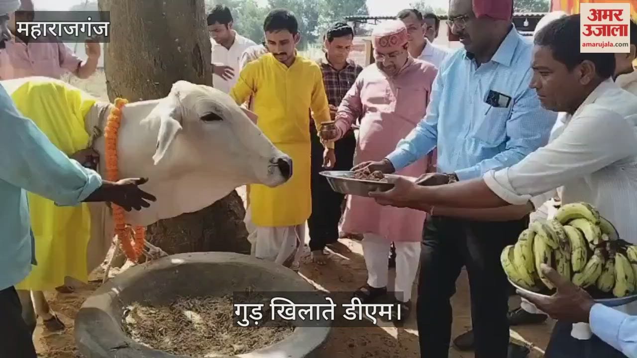 DM performed Govardhan Puja and fed jaggery and banana to the cattle.