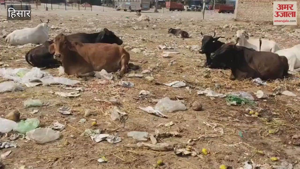 Hisar's vegetable market or the market for stray cattle