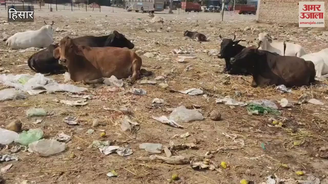 Hisar's vegetable market or the market for stray cattle