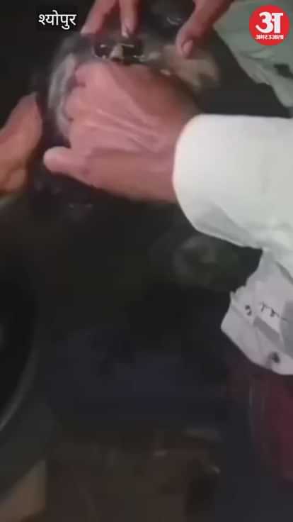 Sheopur News: A young man who came to meet his girlfriend was beaten up after having his head shaved.