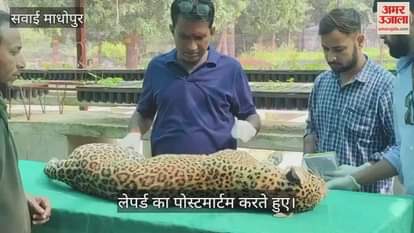 Sawai Madhopur News: Pregnant leopard dies after getting entangled in a wire tied in a field