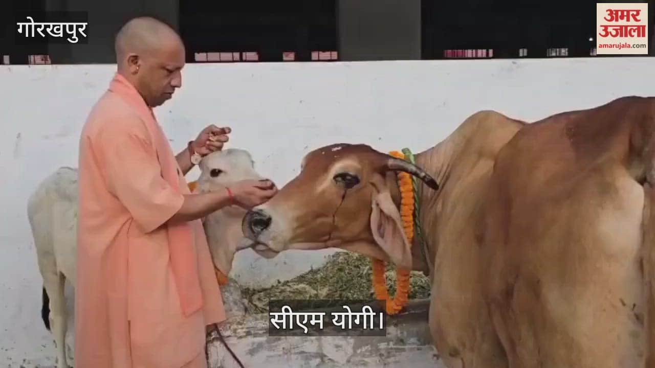 CM Yogi served cows on Govardhan Puja and fed them jaggery roti.