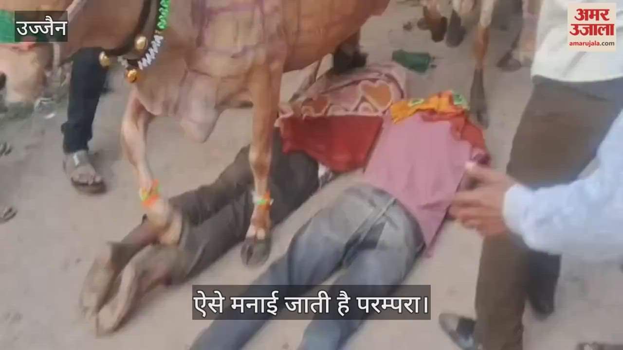tradition, performed Ujjain, left people terrified. Villager lying under cows, but turned out to be